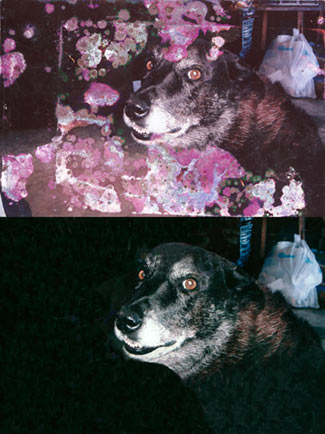 Restore-Fungus-Photo-Pet