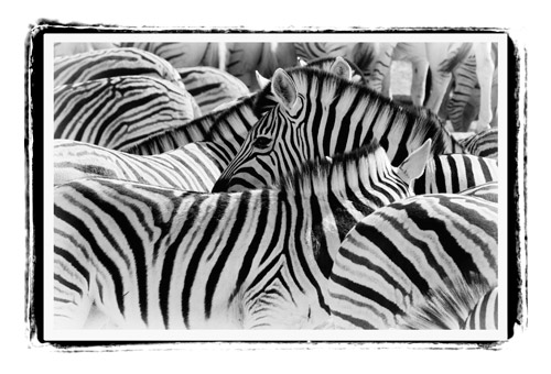 Sue-Shepherd-A-Wrap-Black-&-White-Zebra-canvas-print