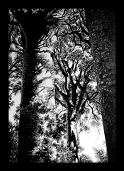 giclee-canvas-mounted-print-Steve-Moase-Amongst-the-Giants